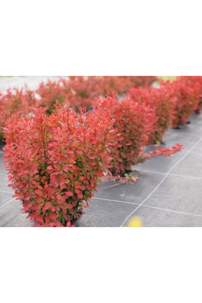 Барбарис Флоренс у декоративній композиції.